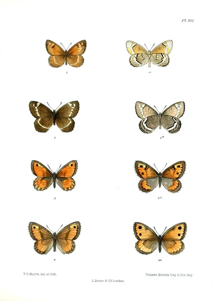 Farfalle Lopidoptera Indica Londra 1893 1896 — Foto Stock