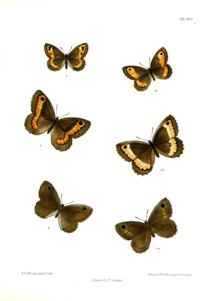 Motýly Lopidoptera Indica London 1893 1896 — Stock fotografie