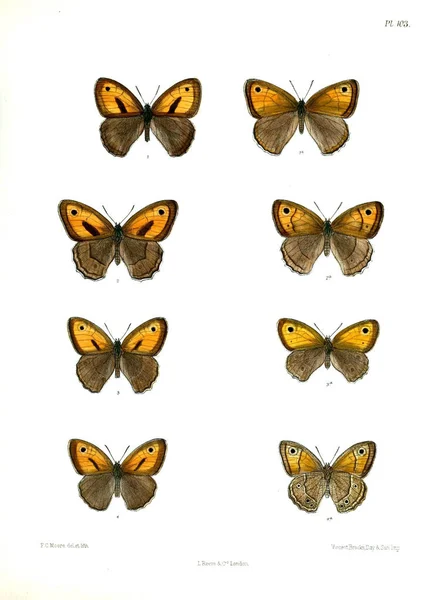 Borboletas Lopidoptera Indica Londres 1893 1896 — Fotografia de Stock