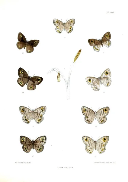 Motyle Lopidoptera Indica Londyn 1893 1896 — Zdjęcie stockowe