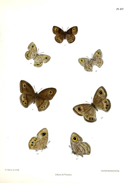 Mariposas Lopidoptera Indica Londres 1893 1896 — Foto de Stock