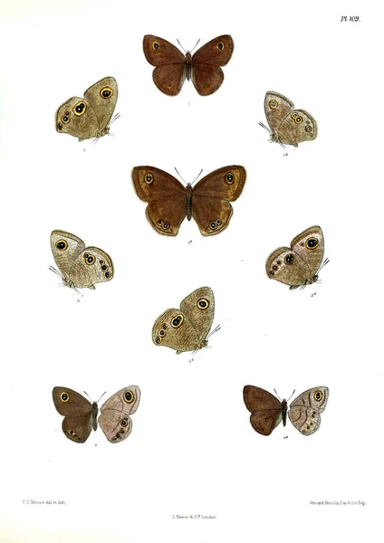 Метеликів Lopidoptera Indica Лондон 1893 1896 — стокове фото