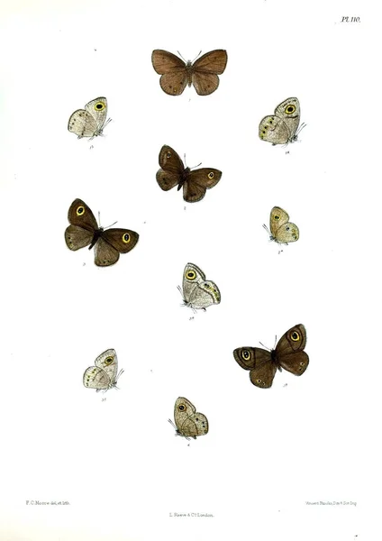 Kelebekler Lopidoptera Indica Londra 1893 1896 — Stok fotoğraf