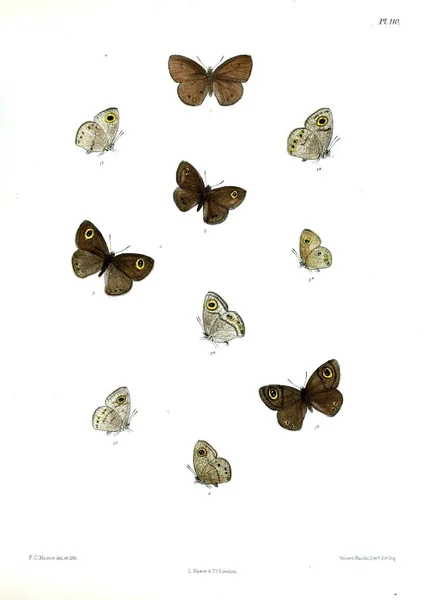 Farfalle Lopidoptera Indica Londra 1893 1896 — Foto Stock