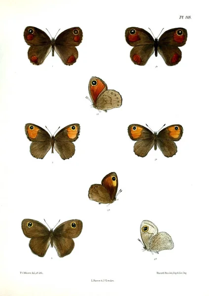 나비입니다 Lopidoptera Indica 1893 1896 — 스톡 사진