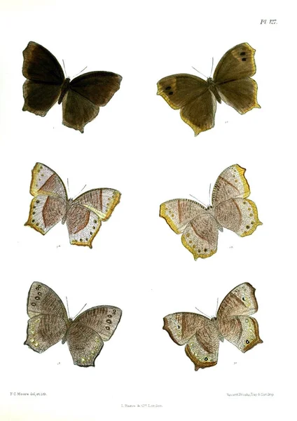 나비입니다 Lopidoptera Indica 1893 1896 — 스톡 사진