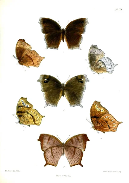 Pillangók Lopidoptera Indica Londonban 1893 1896 Ban — Stock Fotó