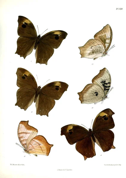 Lopidoptera インディカ ロンドン 1893 1896 — ストック写真