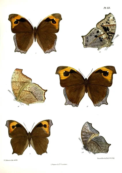 Πεταλούδες Lopidoptera Indica Λονδίνο 1893 1896 — Φωτογραφία Αρχείου