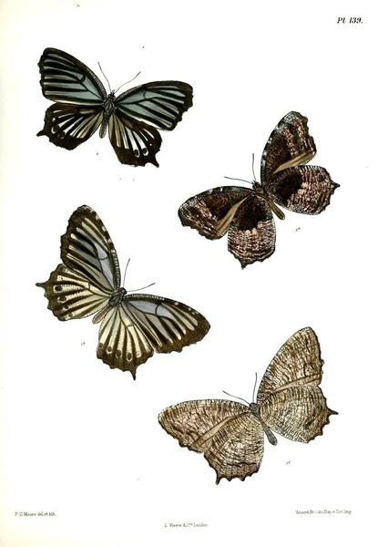 나비입니다 Lopidoptera Indica 1893 1896 — 스톡 사진