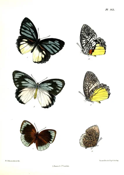 Farfalle Lopidoptera Indica Londra 1893 1896 — Foto Stock