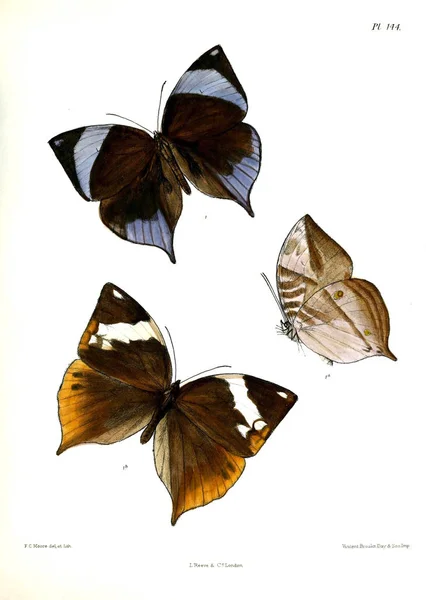 Mariposas Lopidoptera Indica Londres 1893 1896 —  Fotos de Stock