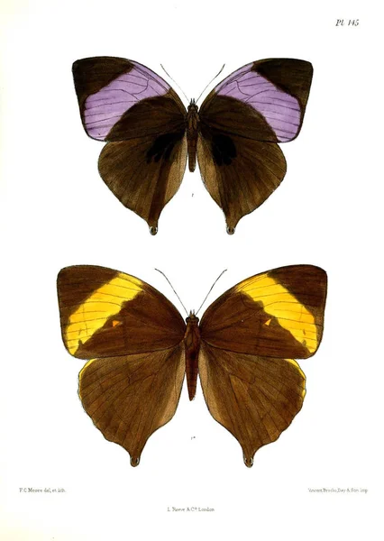 Бабочки Lopidoptera Indica Лондон 1893 1896 — стоковое фото