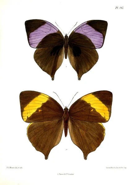 나비입니다 Lopidoptera Indica 1893 1896 — 스톡 사진