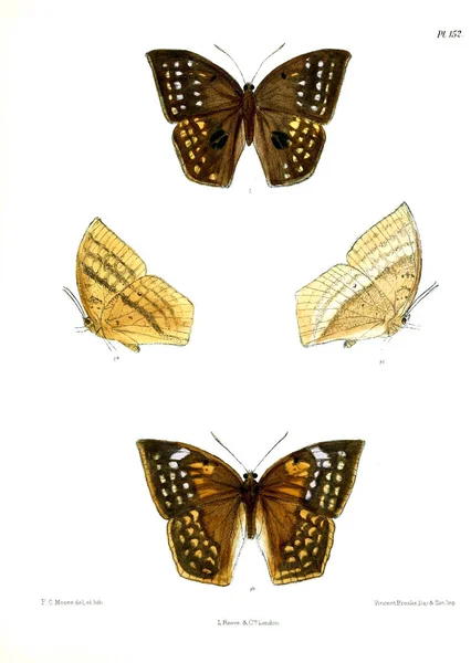Butterflies Lopidoptera Indica London 1893 1896 — Stock Photo, Image