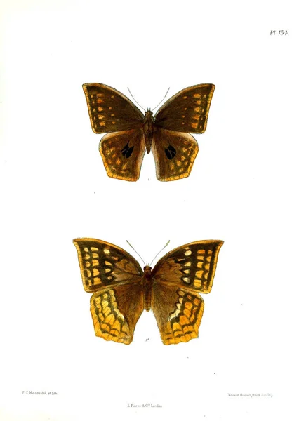 Motyle Lopidoptera Indica Londyn 1893 1896 — Zdjęcie stockowe