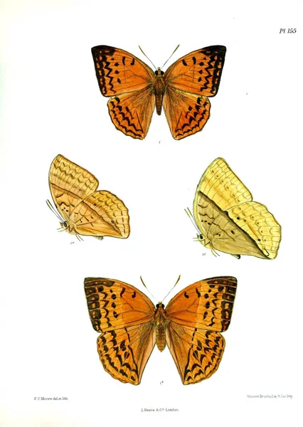 Метеликів Lopidoptera Indica Лондон 1893 1896 — стокове фото