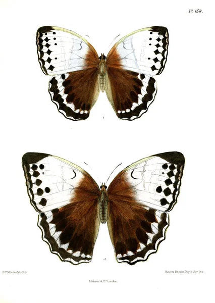 Perhosia Lopidoptera Indica Lontoo 1893 1896 — kuvapankkivalokuva