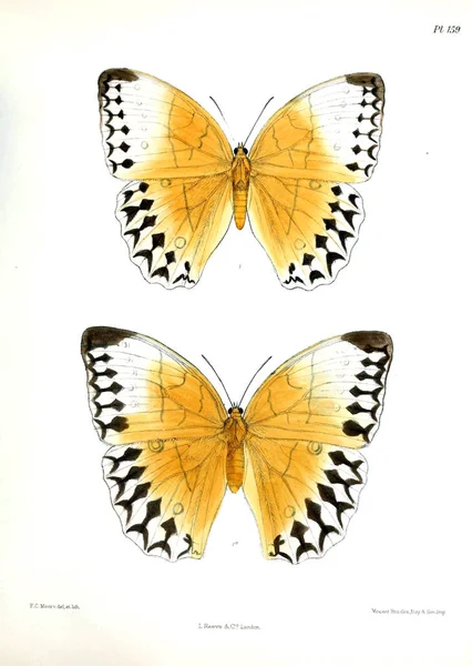 Lopidoptera インディカ ロンドン 1893 1896 — ストック写真