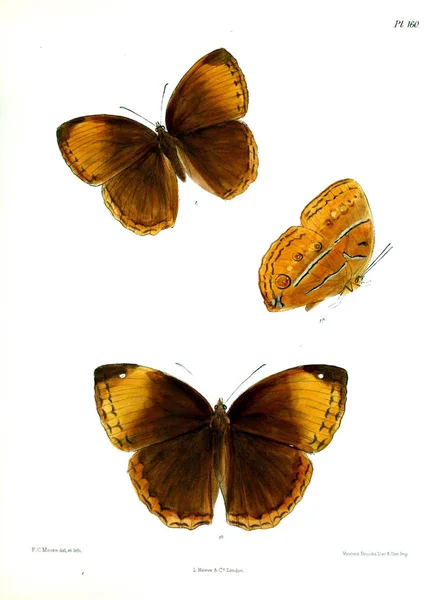 Perhosia Lopidoptera Indica Lontoo 1893 1896 — kuvapankkivalokuva