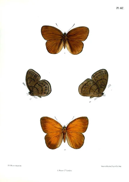 Perhosia Lopidoptera Indica Lontoo 1893 1896 — kuvapankkivalokuva