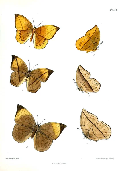 Motyle Lopidoptera Indica Londyn 1893 1896 — Zdjęcie stockowe