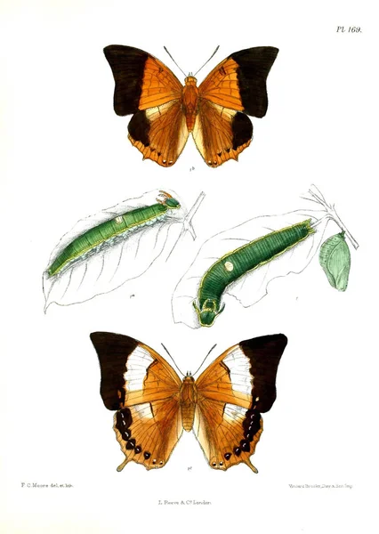 Метеликів Lopidoptera Indica Лондон 1893 1896 — стокове фото