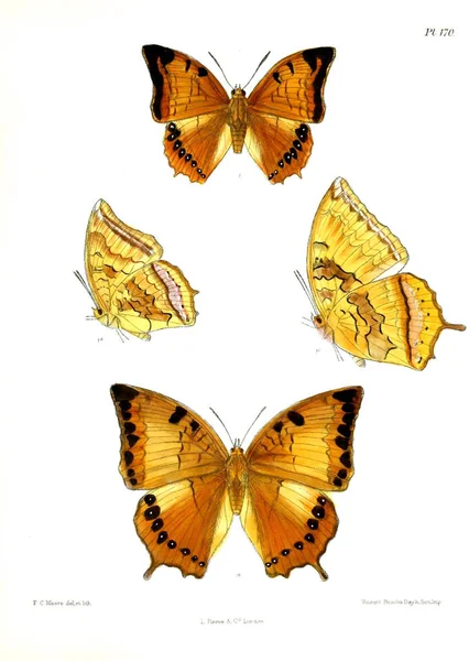 Πεταλούδες Lopidoptera Indica Λονδίνο 1893 1896 — Φωτογραφία Αρχείου