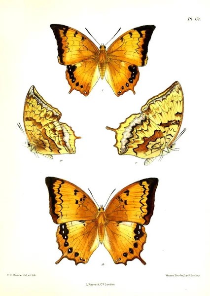 나비입니다 Lopidoptera Indica 1893 1896 — 스톡 사진