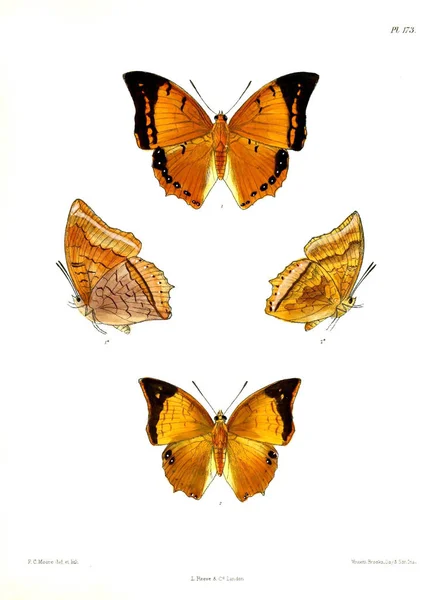 Бабочки Lopidoptera Indica Лондон 1893 1896 — стоковое фото