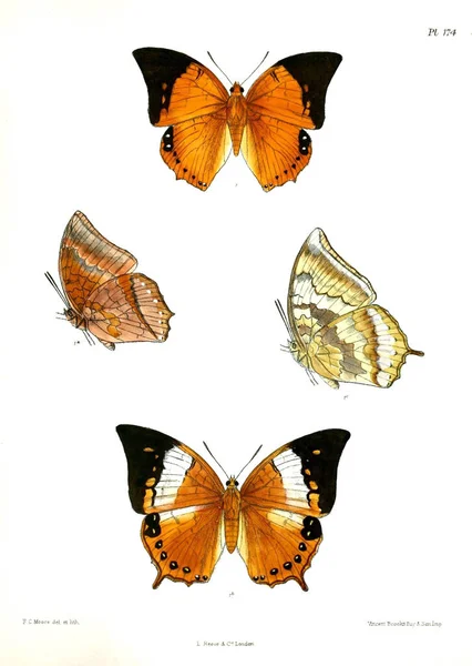 Sommerfugler Lopidoptera Indica London 1893 1896 – stockfoto