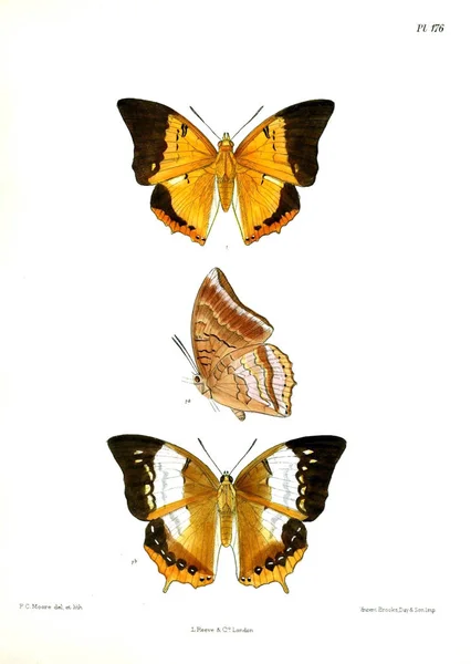 Motýly Lopidoptera Indica London 1893 1896 — Stock fotografie