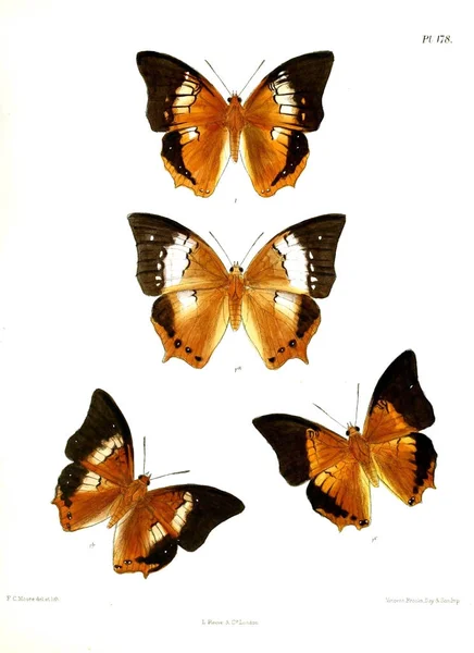 Farfalle Lopidoptera Indica Londra 1893 1896 — Foto Stock