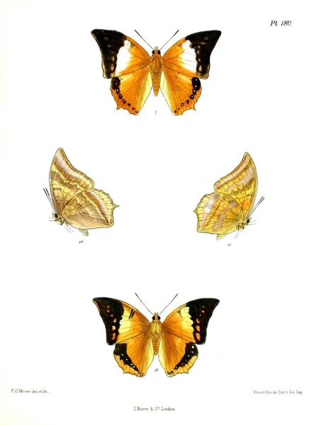 Метеликів Lopidoptera Indica Лондон 1893 1896 — стокове фото