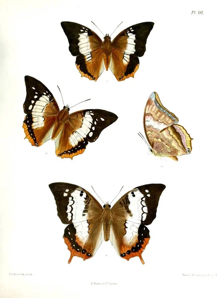 나비입니다 Lopidoptera Indica 1893 1896 — 스톡 사진