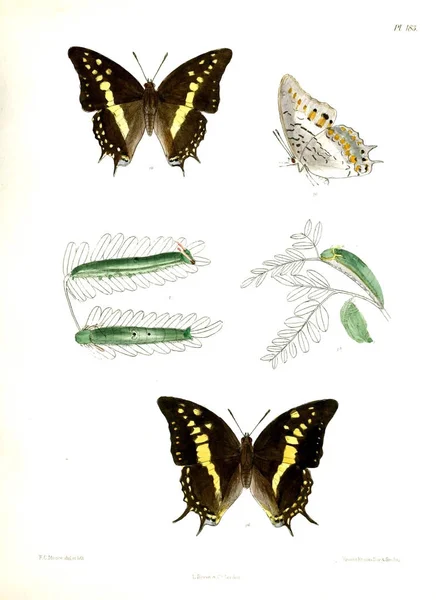 Motýly Lopidoptera Indica London 1893 1896 — Stock fotografie