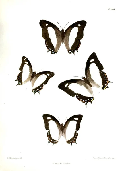 Fjärilar Lopidoptera Indica London 1893 1896 — Stockfoto