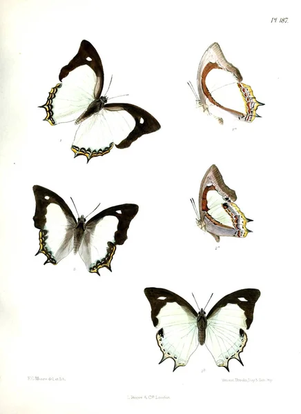 Метеликів Lopidoptera Indica Лондон 1893 1896 — стокове фото