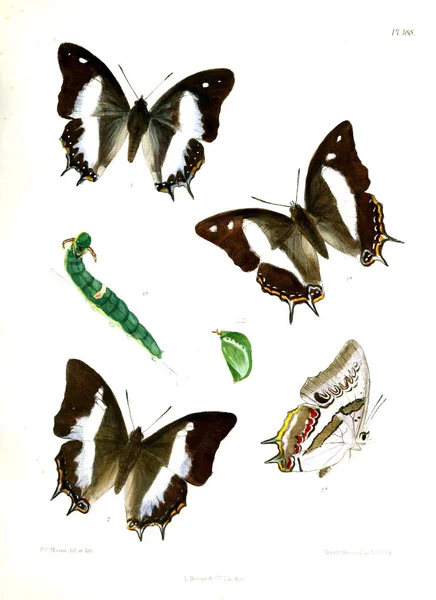 Lopidoptera インディカ ロンドン 1893 1896 — ストック写真