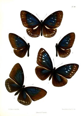 Kelebek. Lopidoptera indica v1 Londra 1890-1892