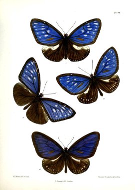 Kelebek. Lopidoptera indica v1 Londra 1890-1892