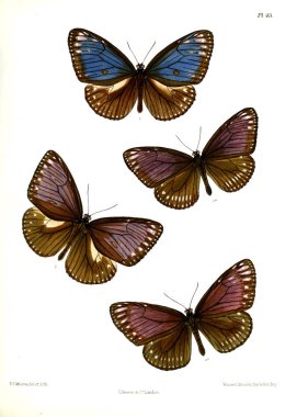 Kelebek. Lopidoptera indica v1 Londra 1890-1892