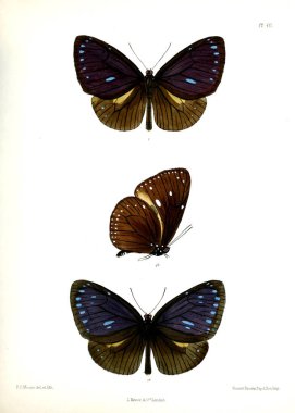 Kelebek. Lopidoptera indica v1 Londra 1890-1892