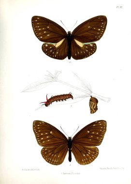Kelebek. Lopidoptera indica v1 Londra 1890-1892
