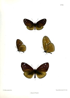 Kelebek. Lopidoptera indica v1 Londra 1890-1892