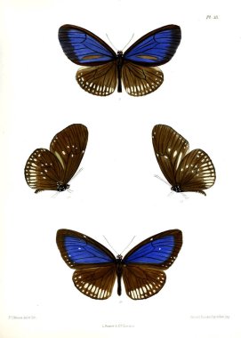Kelebek. Lopidoptera indica v1 Londra 1890-1892