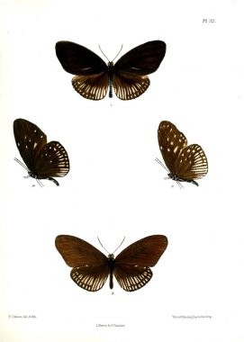 Kelebek. Lopidoptera indica v1 Londra 1890-1892