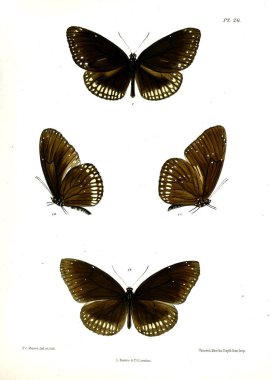Kelebek. Lopidoptera indica v1 Londra 1890-1892