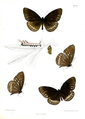 Kelebek. Lopidoptera indica v1 Londra 1890-1892