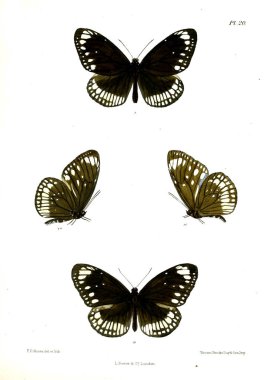 Kelebek. Lopidoptera indica v1 Londra 1890-1892